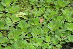 Pistia stratiotes